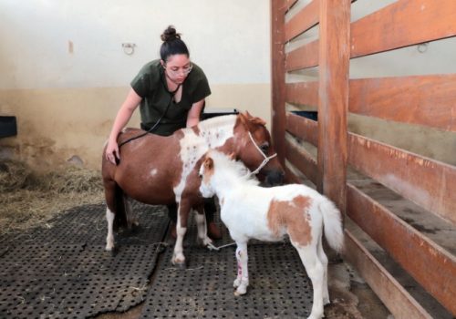 Venha para a Medicina Veterinária e faça a diferença!